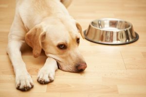 Hungry Labrador