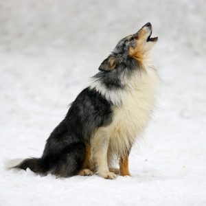 howling dog