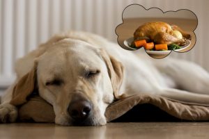 human-food-for-dogs