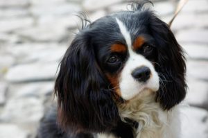 king charles spaniel