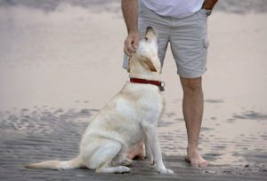 man_petting_dog_on_beach