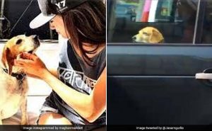Guy was filmed peeping out of the Queen's car.