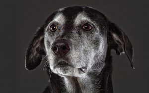 old dog