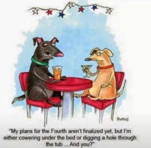 4th of July dog plans