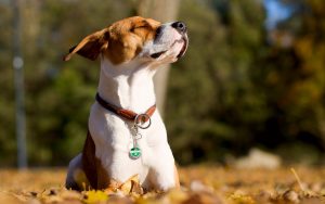 Dog_basking_in_the_sun_