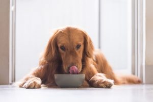dog_eating