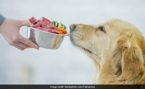 obesity-dogs