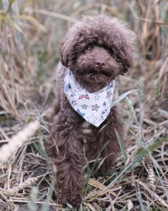 poodle