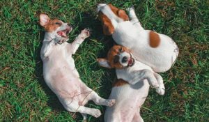 puppies in a circle