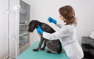 vet giving dog a shot Getty Images