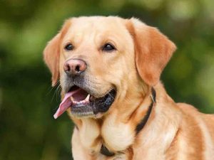 yellow lab