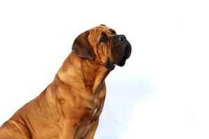 Dog-Cancer-Trial_feature