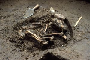 Ancient dog remains
