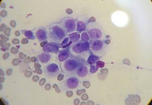 canine transmissible venereal tumor cytology