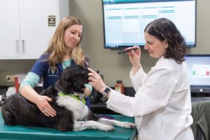 Dr. Rebecca Packer, associate professor of clinical sciences at Colorado State University College of Veterinary Medicine & Biomedical Sciences, and Dr. Isabella Lowery, then a veterinary student, examine Nani, a Border Collie participating in a clinical trial of a glioma vaccine. (Courtesy of Colorado State University Photography)