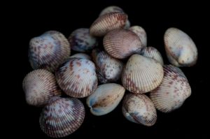 cockles