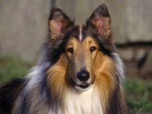 collie