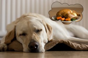 dog dreaming of good food