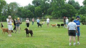 dog park