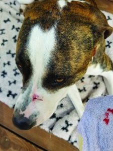 dog with cut on nose