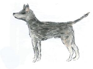Founder dog