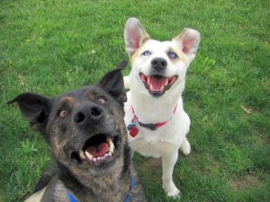 happy_mutt_dogs