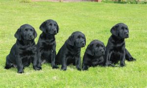 lab puppies