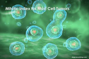 Mitotic index --mast cell tumor.