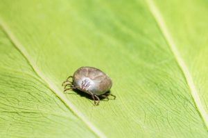 Haemaphysalis longicornis
