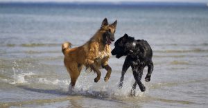 playing-dogs in water