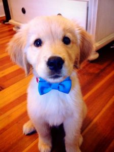 puppy in tie