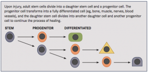 stem_cell_table