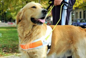 Close up view of trained assistant dog.