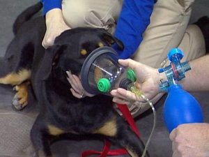 Smoke inhalation can be a real concern for pets including smoke from a fire or second-hand smoke.