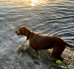 Jerry, a 10-year-old Vizsla, is in remission from lymphoma following treatment with an experimental drug developed by a startup run by a family doctor in Reseda.