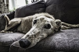 dog vacation