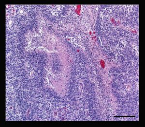 Photo -- Brain scans from a 7-year-old female Boston terrier, Virginia Tech