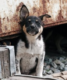 The alert homeless puppy under old rusty garage.