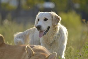 osu-mammary-cancer-in-dogs-clinical-trial-300x200
