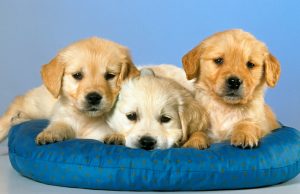 puppies