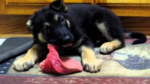 puppy eating a steak
