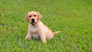 puppy on lawn