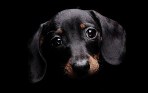 Doxie
