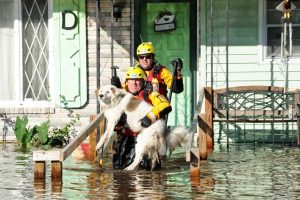 FEMA-rescuing dog