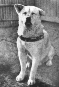 Hachikō