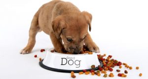 can puppies eat dog food