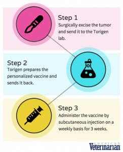 Torigen Infographic