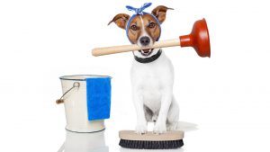 dog cleaning