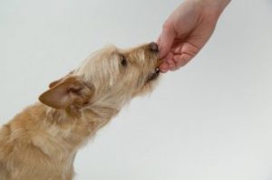 dog eating treat