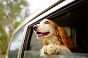 A record number of pets in North America, more than 2 million, were covered by insurance last year, up nearly 17 percent, according to the North American Pet Health Insurance Association.Krit of Studio OMG / Getty Images